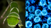 two side by side photos of a caterpillar mimicking a snake and the novel coronavirus SARS-CoV-2